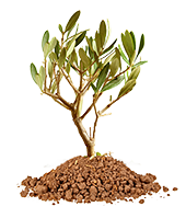 young_tree