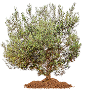 young_olive_tree